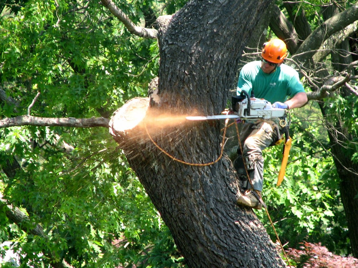 WHEN YOU SHOULD CALL TREE SERVICE COMPANY