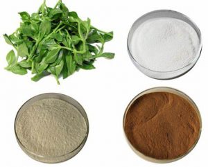 Place Your Order Online From The Andrographis Paniculata Extract Supplier