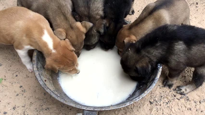 Feeding Stray Dogs/Puppy in lock-down